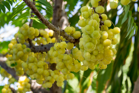 Plentiful 'Star gooseberry' fruits are hanging on their natural branch.の写真素材