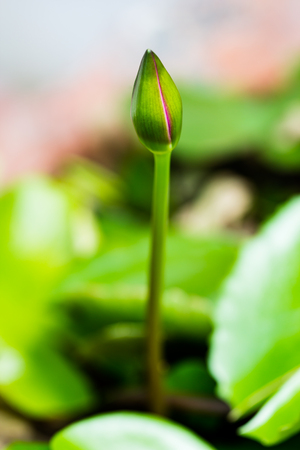 Bloom lotus flower with selective focusの写真素材