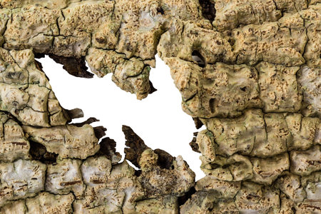 Closeup wooden bark texture as natural pattern