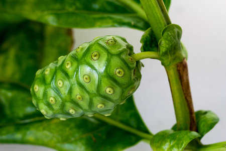 Closeup image of Morinda citrifolia, Noni or Cheese fruit