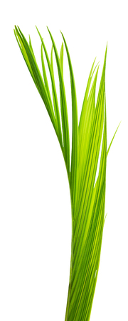 Closeup natural green leaf of palm treeの写真素材