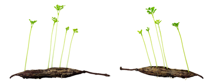 Young Drumstick trees growing out from their seeds on white backgroundの写真素材
