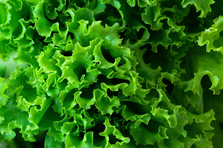 Food background concept with closeup fresh and green lettuceの写真素材