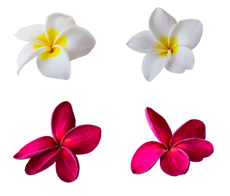 Plumeria flowers isolated on white background with clipping pathの写真素材