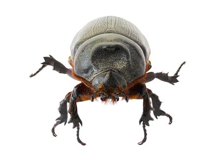 Black small beetle with front view,  isolated on white backgroundの写真素材