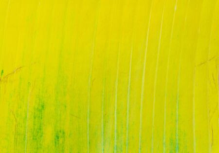 Nature background concept on closeup texture of banana leafの写真素材