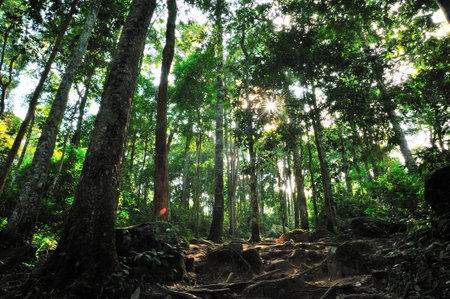 Green forest in National Park of Thailandの写真素材