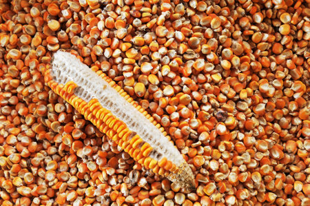 dried Corn seedsの写真素材