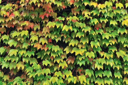 green nature backgroundの写真素材