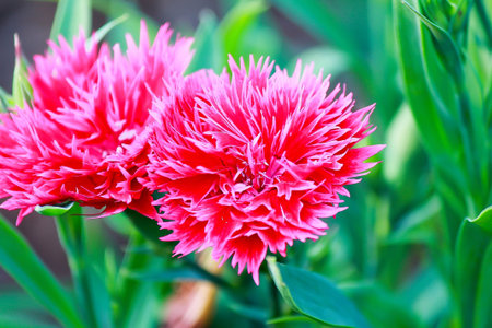 pink carnation