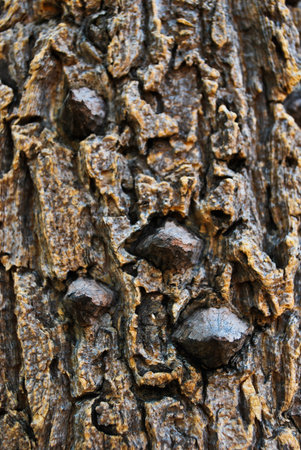 Thai tree barkの写真素材