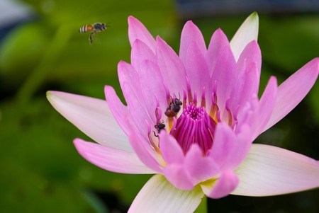 Close-up of pink water lily with working beesの写真素材