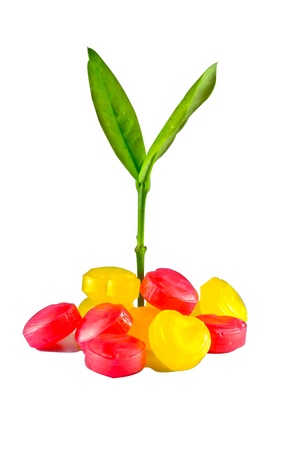 Plant on the heart shape candiesの写真素材