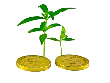 Plant on gold coinの写真素材