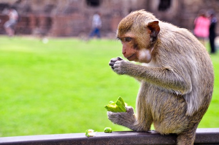 Monkey eats a carbuncleのeditorial素材