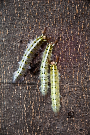 Three unusual wormsの写真素材