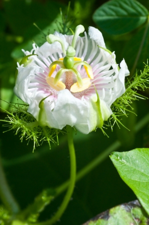 Passionflower - close upの写真素材
