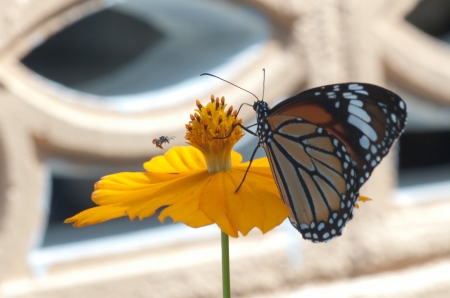 Working bee and butterfly in front of yellow flowerの写真素材
