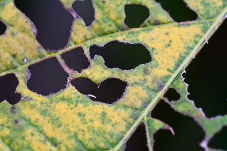 Damaged Leaf -- Closeupの写真素材