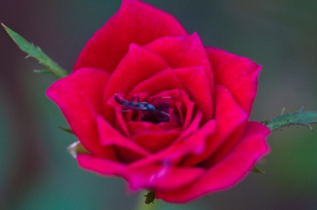 Male Mosquito in Roseの写真素材