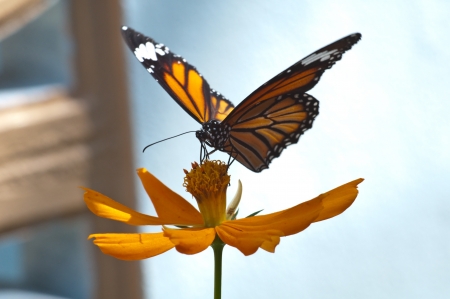 Common Butterfiyの写真素材