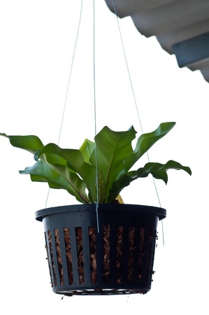 Hanging Plant Potの写真素材