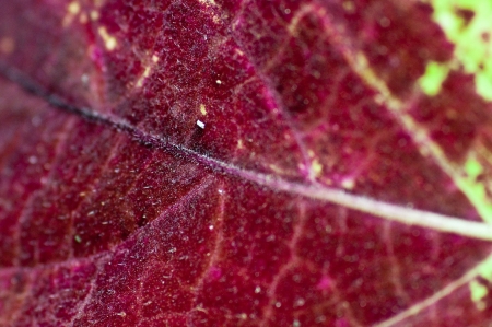 Purple-Green Leafs -- closeupの写真素材