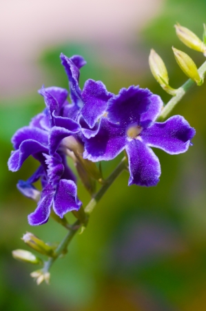 Purple Flowersの写真素材