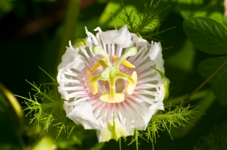 Passionflowerの写真素材