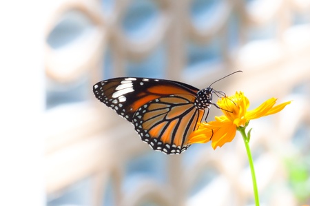 Simple Butterfly on Flowerの写真素材