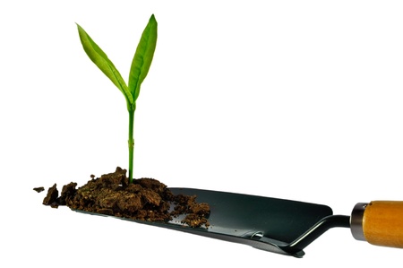 Small tree on a shovelの写真素材