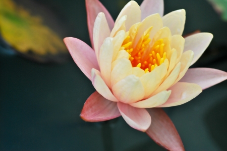 Yellow water lilyの写真素材