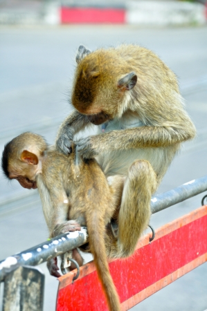 Monkey finding liceの写真素材