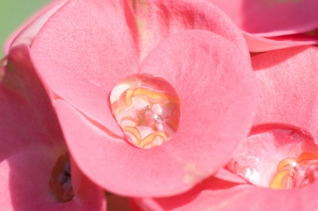 Water drop in Christ thorn  Flower の写真素材