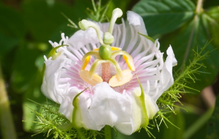 Passionflower - Close upの写真素材
