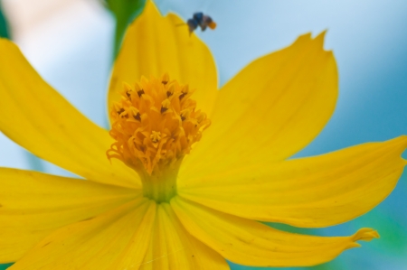Working bee over the yellow flowerの写真素材
