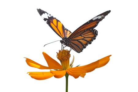 A common butterfly isolatedの写真素材