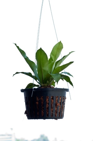 Hanging Plant Potの写真素材