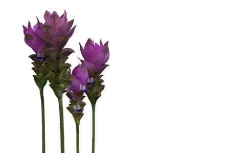 Siam Tulip on white backgroundの写真素材