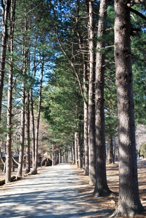 Walkway in the pine gardenの写真素材