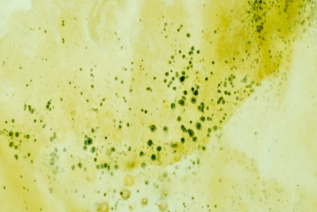 Fungi spot on paper as backgroundの写真素材