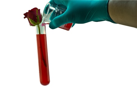 Watering the red rose in the test tube on white backgroundの写真素材