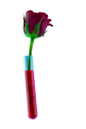 Red rose in the red test tube on white backgroundの写真素材
