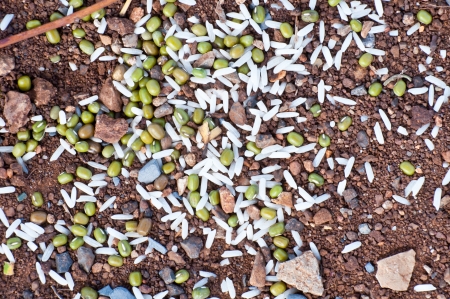 Rice and green bean scattering on brown soilの写真素材