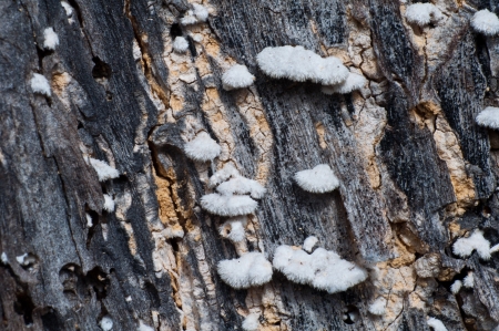 Small hedgehog mushroom on decayed woodの写真素材