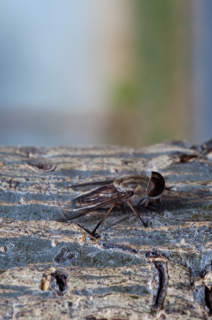 a breeze fly on the green treeの写真素材