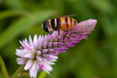 A bee on pink globe amaranthの写真素材