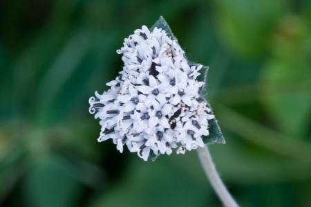 Group of small white flower in a heart shapeの写真素材