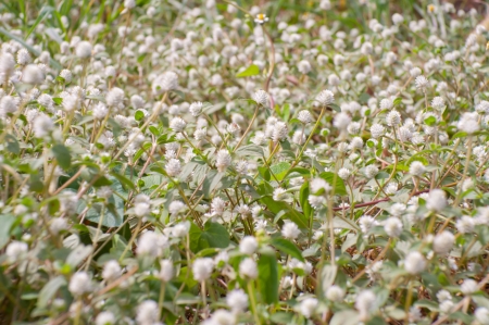 White globe amaranth field backgroundの写真素材
