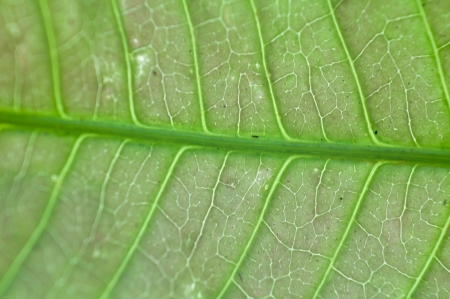 Green mango leaf close upの写真素材